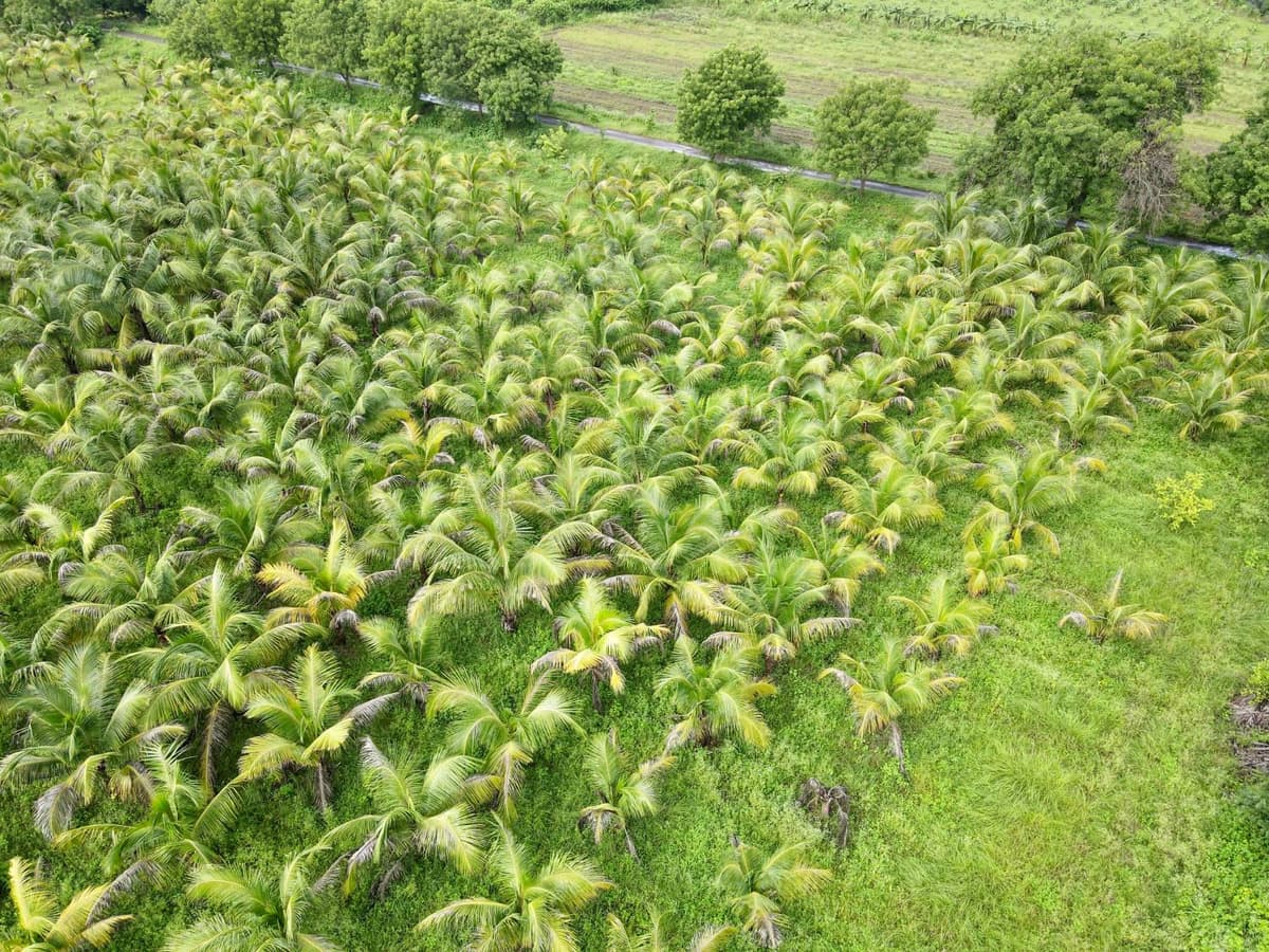 A plantation of young coconut palms seen from above, bright green fronds over grass, a narrow road behind.