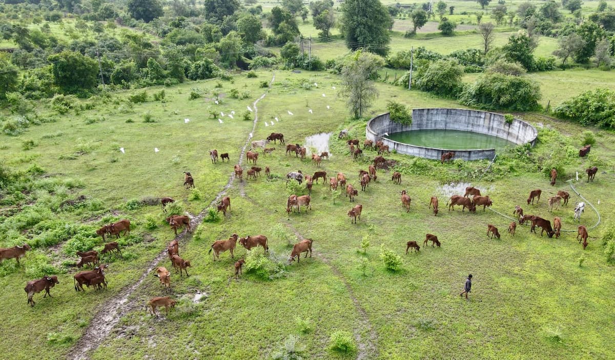 A herd of brown cows grazing on wet green grass around a round concrete water tank, white egrets among them and one person walking.