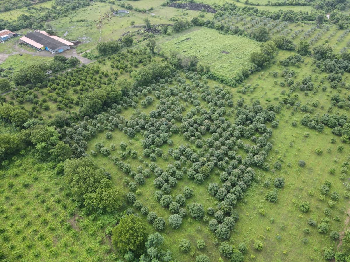 Rows of mango trees seen from above across green fields, with the long roof of the cowshed at the top left.